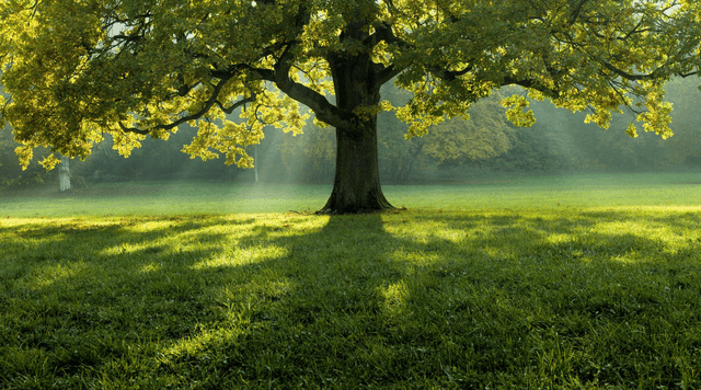 Reduce Carbon Footprint Challenge